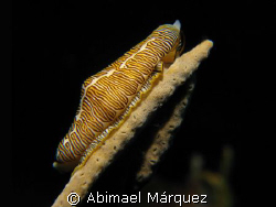 Fingerprint Cyphoma, Saba Island. by Abimael Márquez 